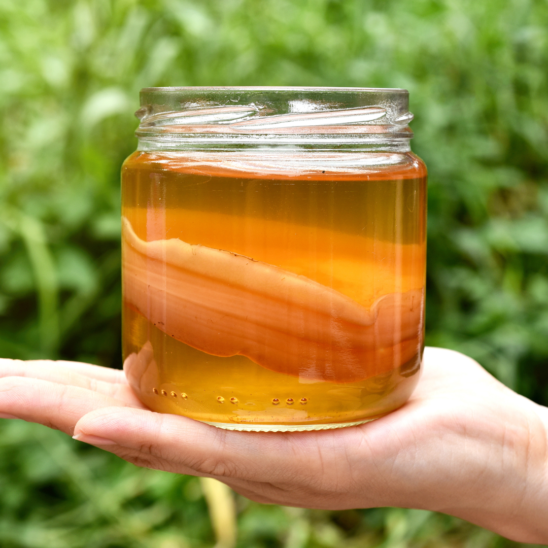 person's hand holding a jar with kombucha scoby