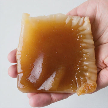 What Exactly is a Kombucha SCOBY? - 3rd Bird Kombucha